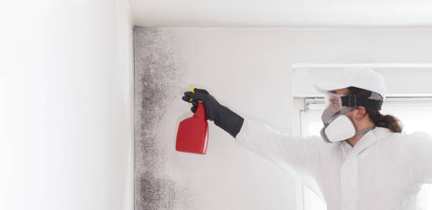 Best Professional Mold Removal  in Marana, AZ